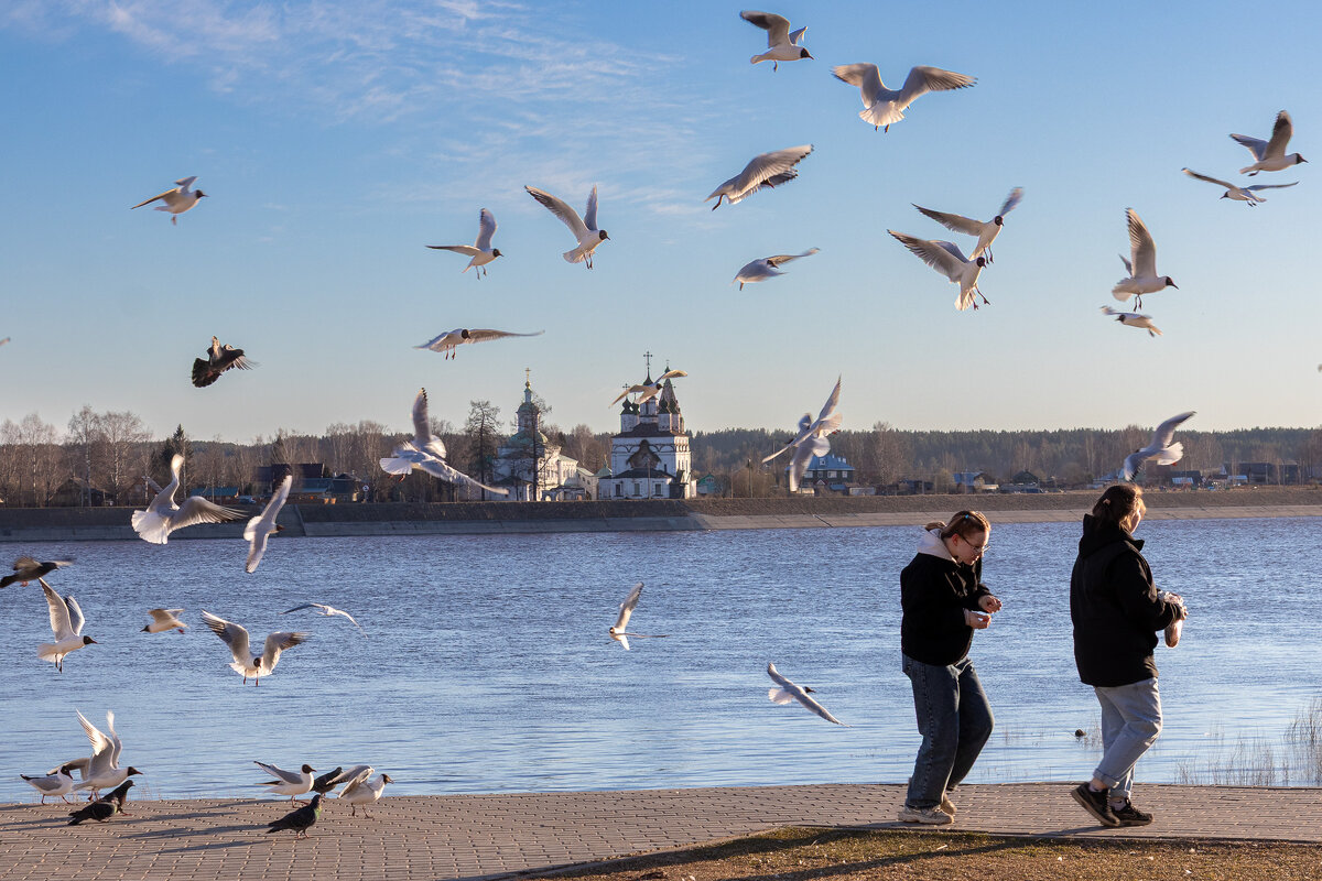 Весенние чайки. - Андрей Дурапов