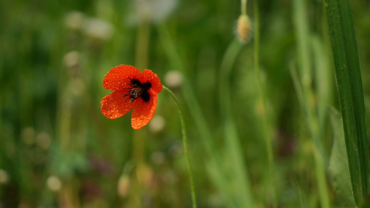 ;) - Вен Гъновски