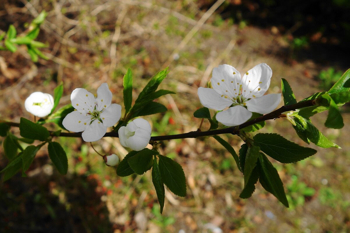 Апрельское цветение - Рита Симонова