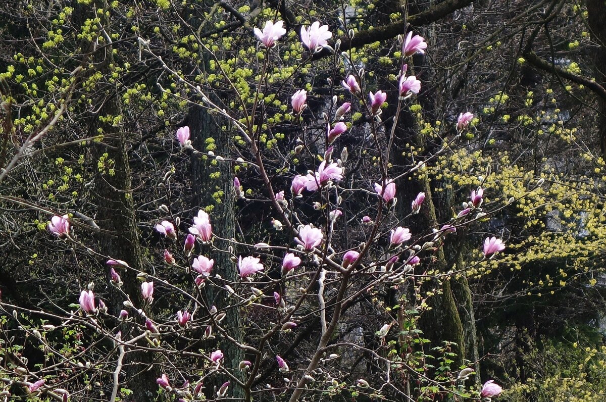 Зацветает Магнолия - Рита Симонова