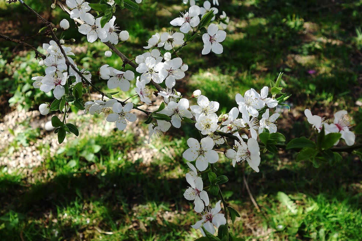 Апрельское цветение - Рита Симонова