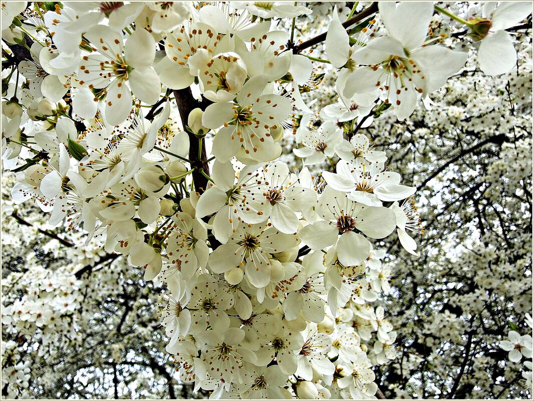 Алыча. - Валерия Комова