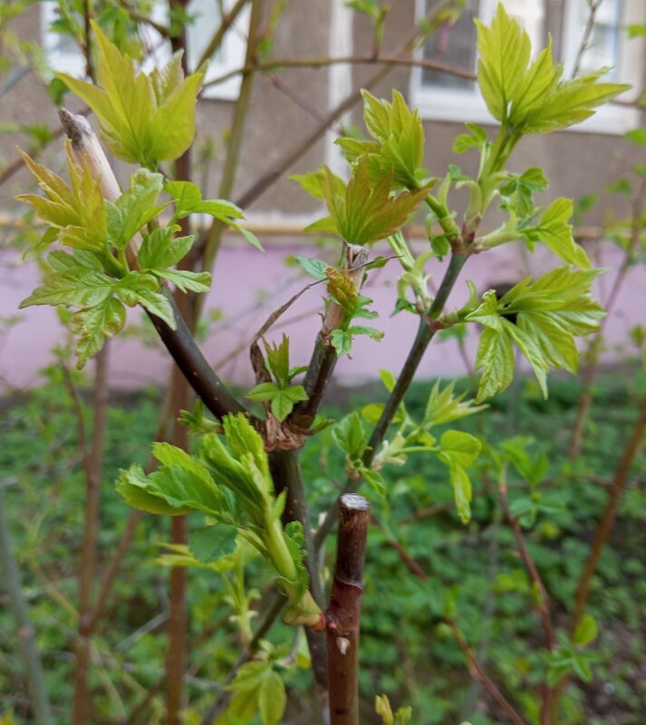 Весеннее - Елена Семигина