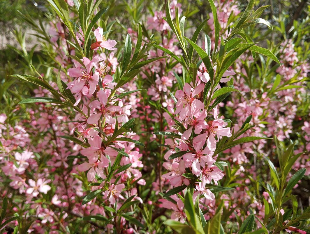 Весеннее - Елена Семигина
