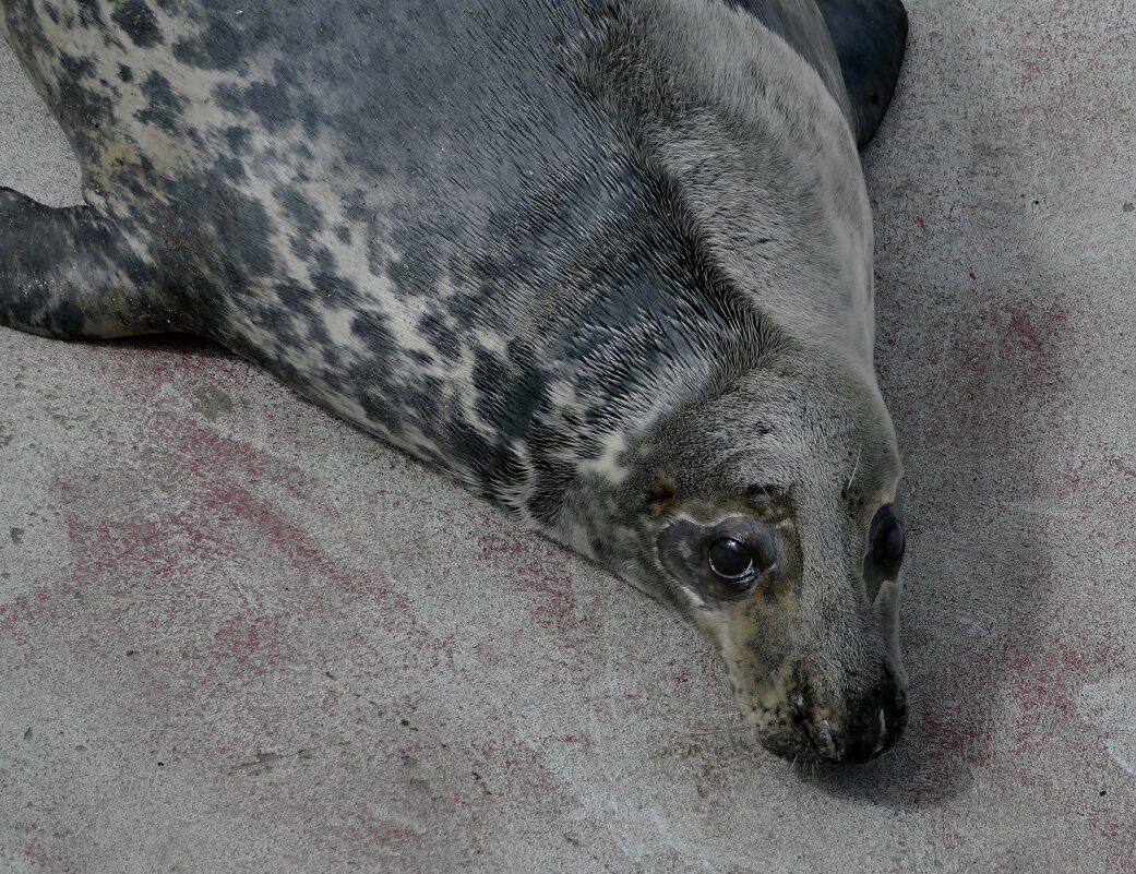 Серия "Глаза зверей" . Ты кто? - Виктор Савельев