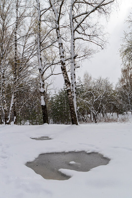 Берёзы в апреле - Александр Синдерёв