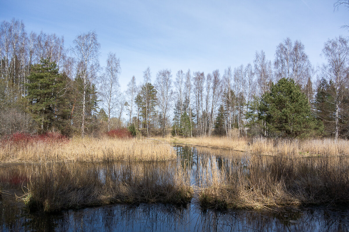 Заросшая протока. - Геннадий Порохов