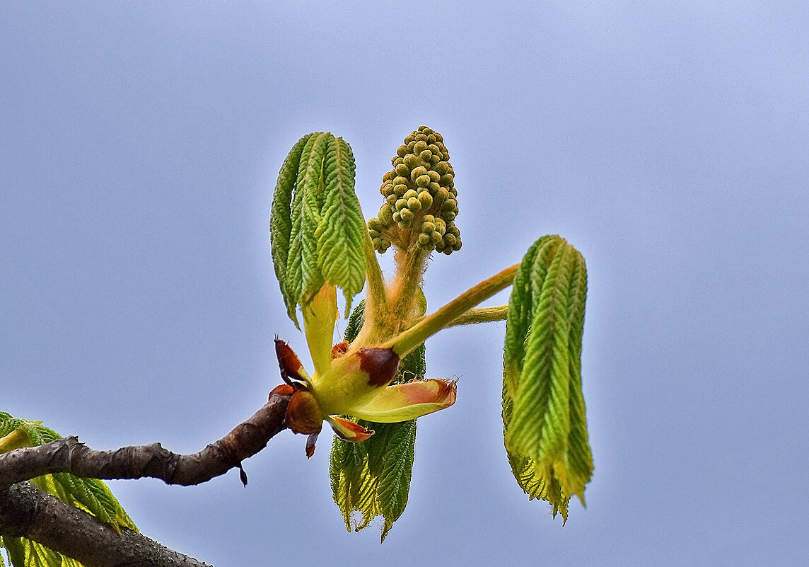 И снова зацветут каштаны! - Валентина  Нефёдова 