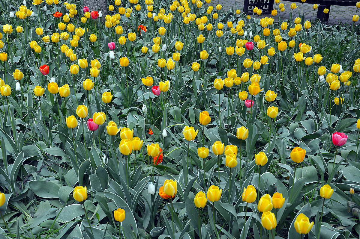 Ростов принарядился - Юрий Словецкий