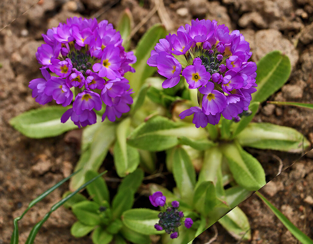 Примула мелкозубчатая - Светлана 