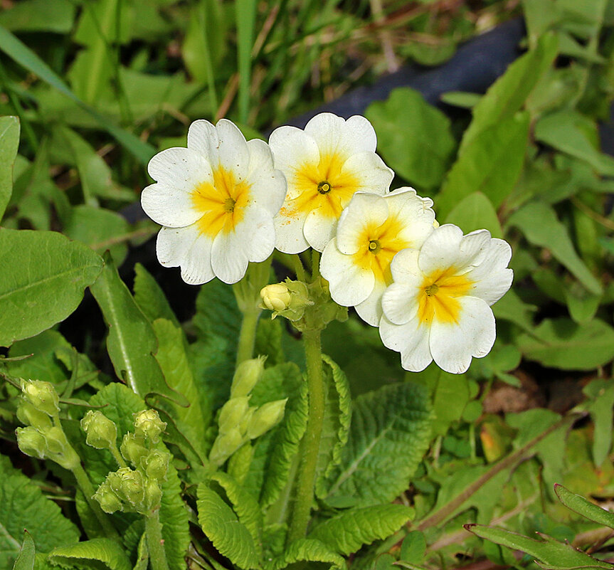 Апрельский квартет - Светлана 