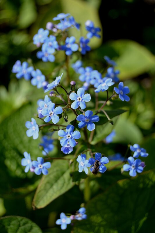 Незабудка - Владимир Помазан
