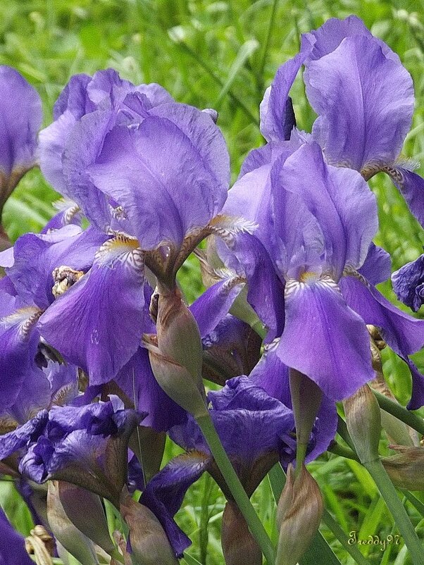 Ирисы - Freddy 97