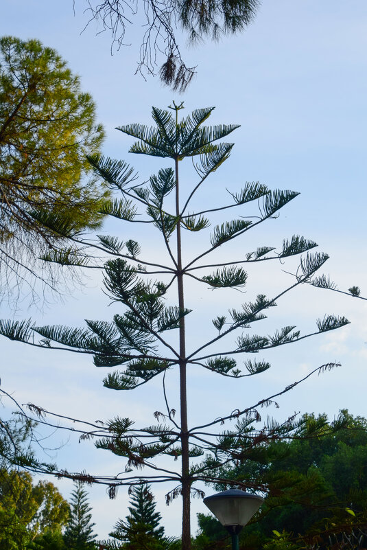 Араукария разнолистная - Олег 