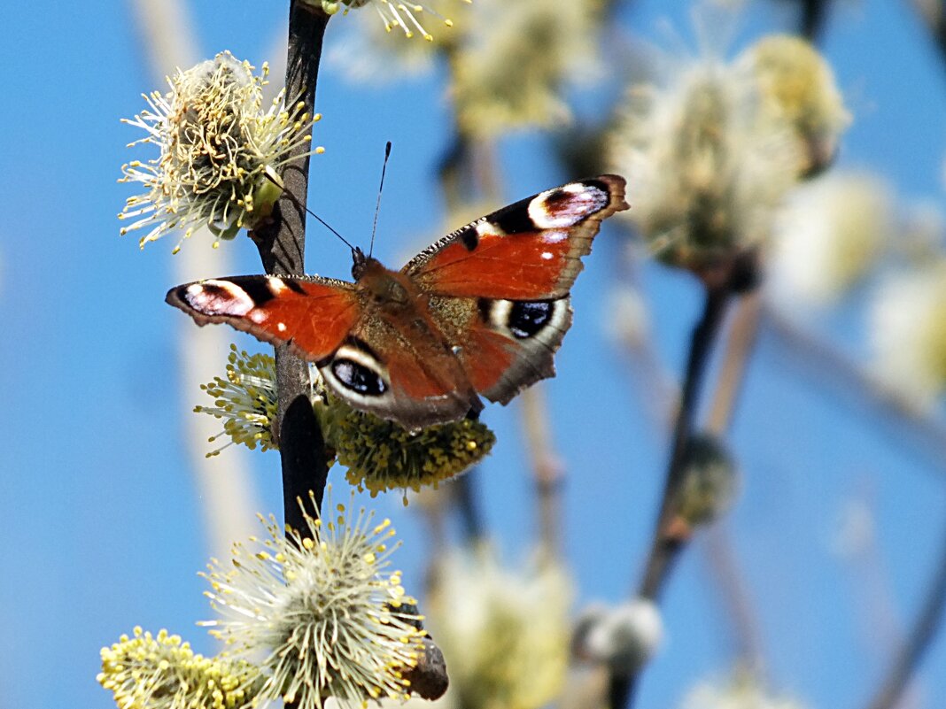 Весна - Зоя Мишина