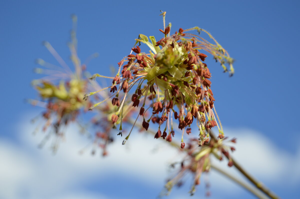 Клён - Владимир Помазан