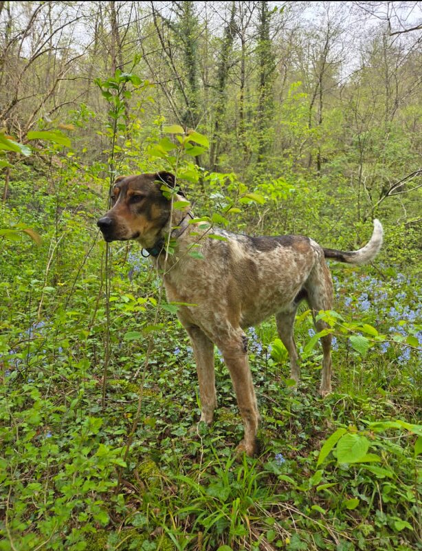 БАДИ - Tata Wolf