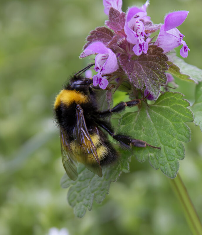 Шмель. - Александр. AVG100 ---