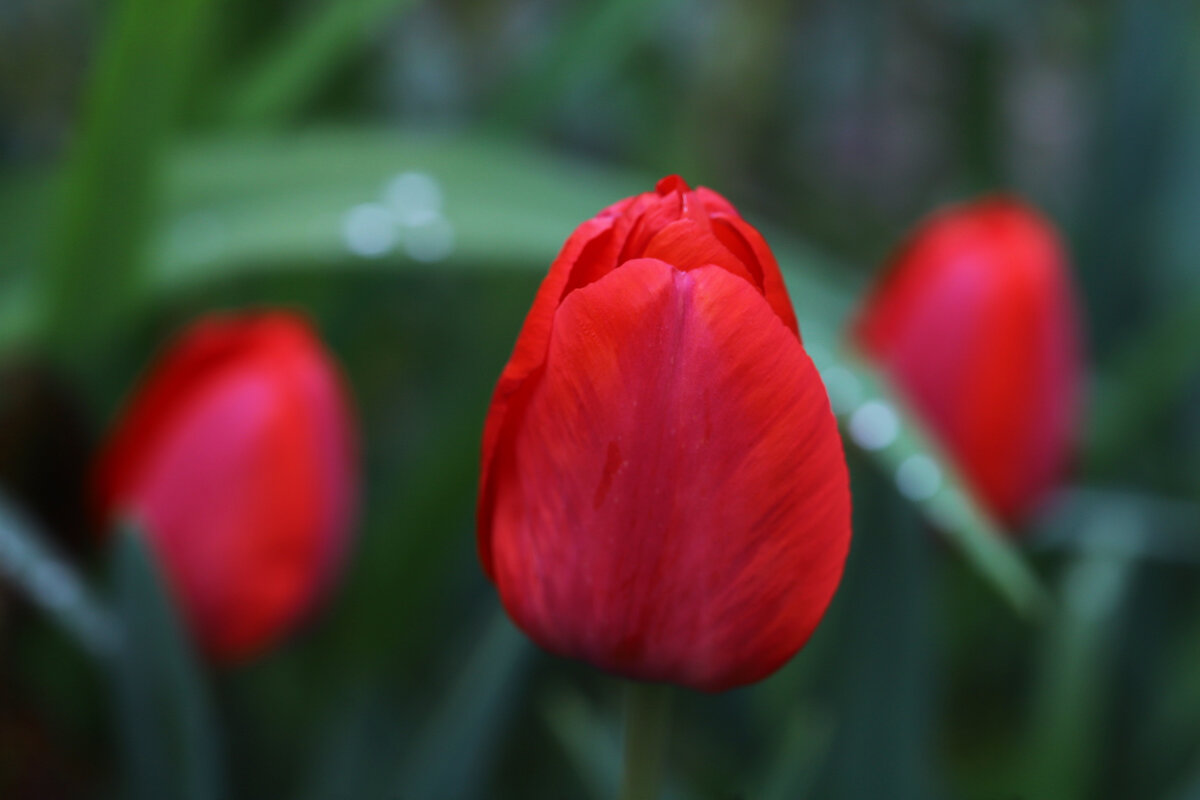 Тюльпаны - Татьяна Салиева