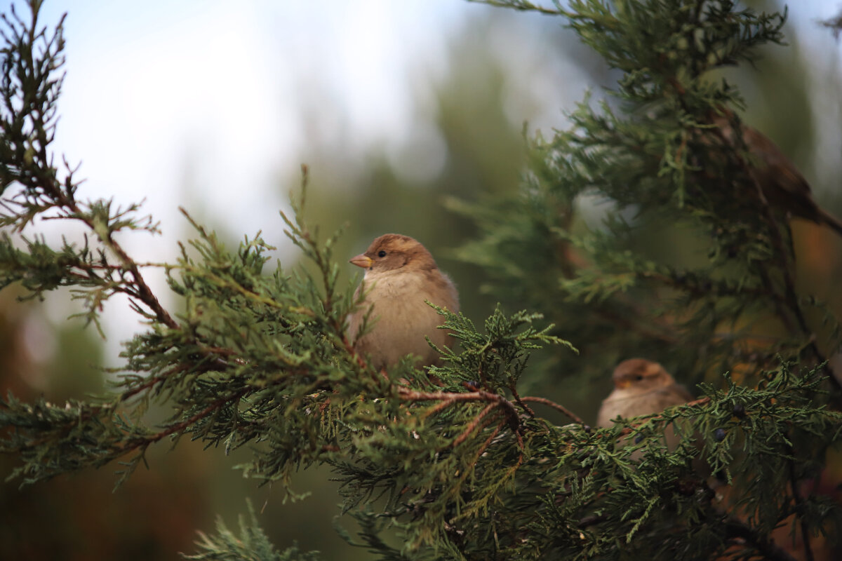 Кто с чем, а я опять со своими воробьями - Татьяна Салиева