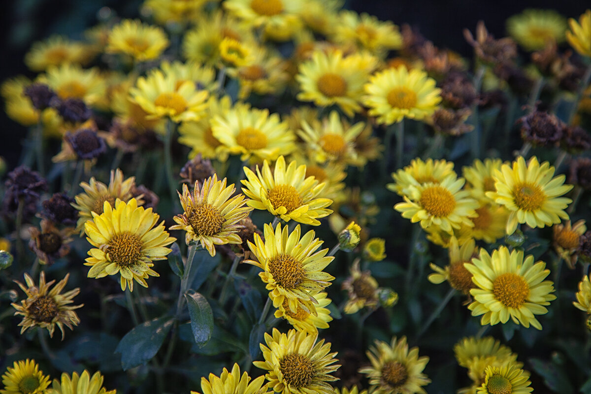 Хризантемы. - Лилия *