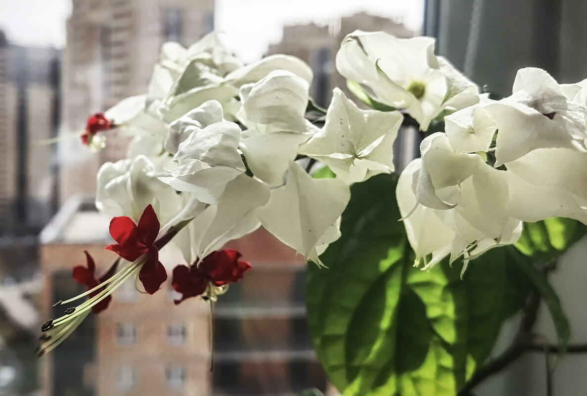 Цветёт Клеродендрум Томпсона. - Лилия *