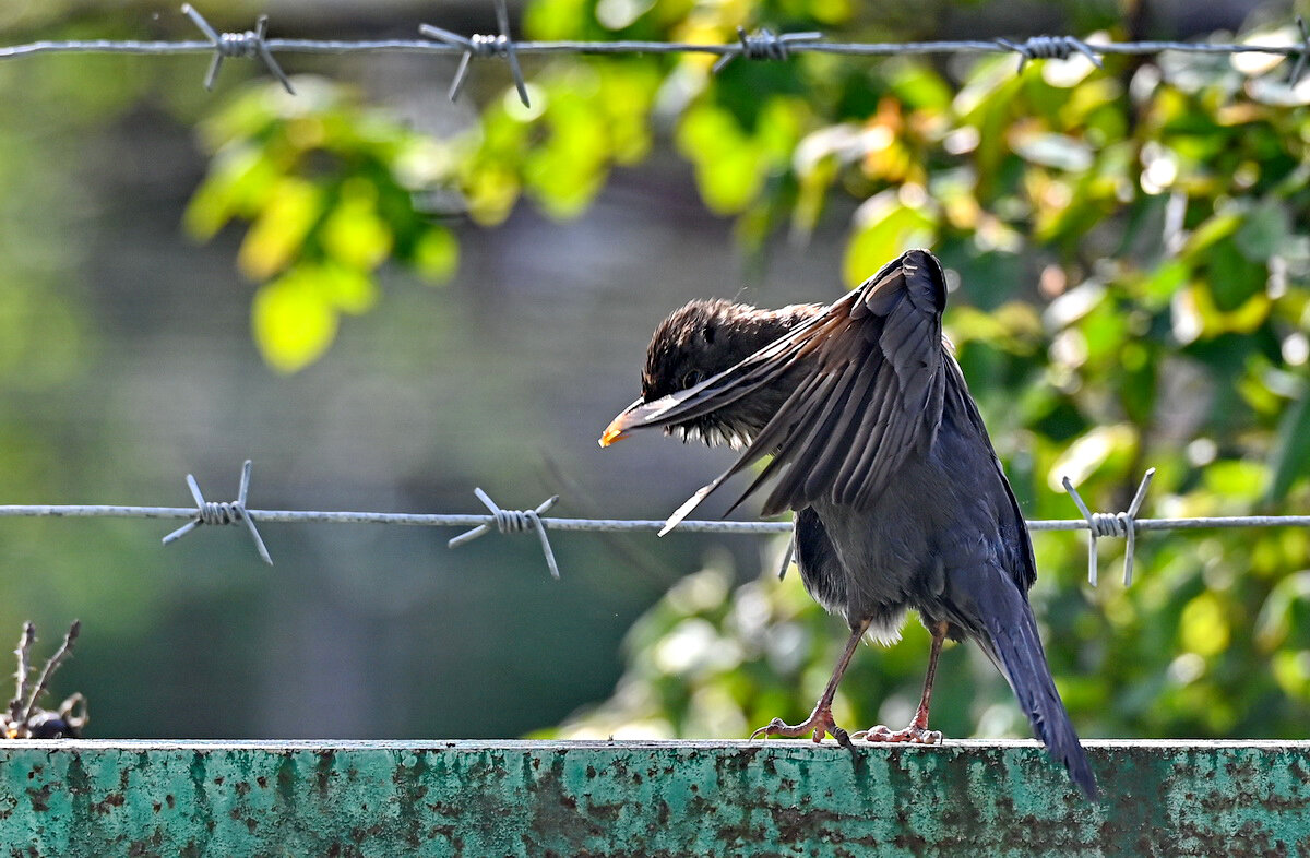 Вот так вот... - Николай Саржанов