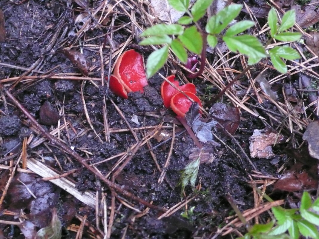 Эльфова чаша. - Михаил Елочкин