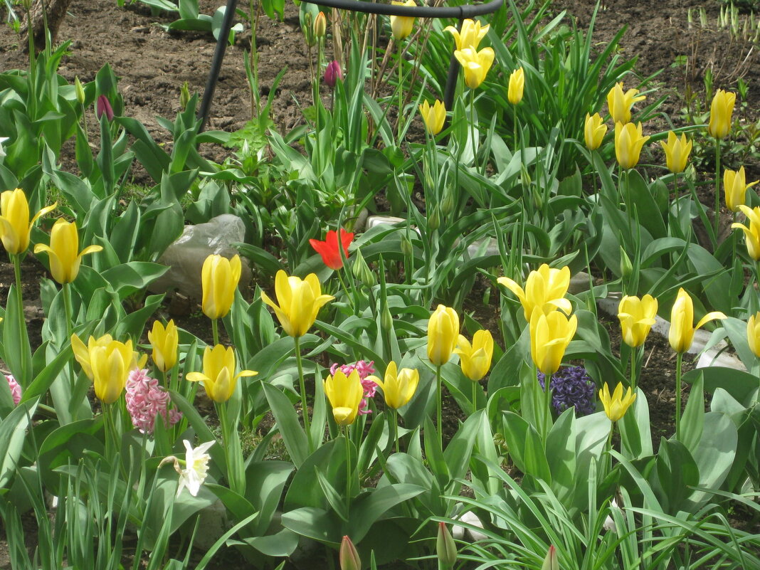 Тюльпаны - вестники весны - Дмитрий Никитин