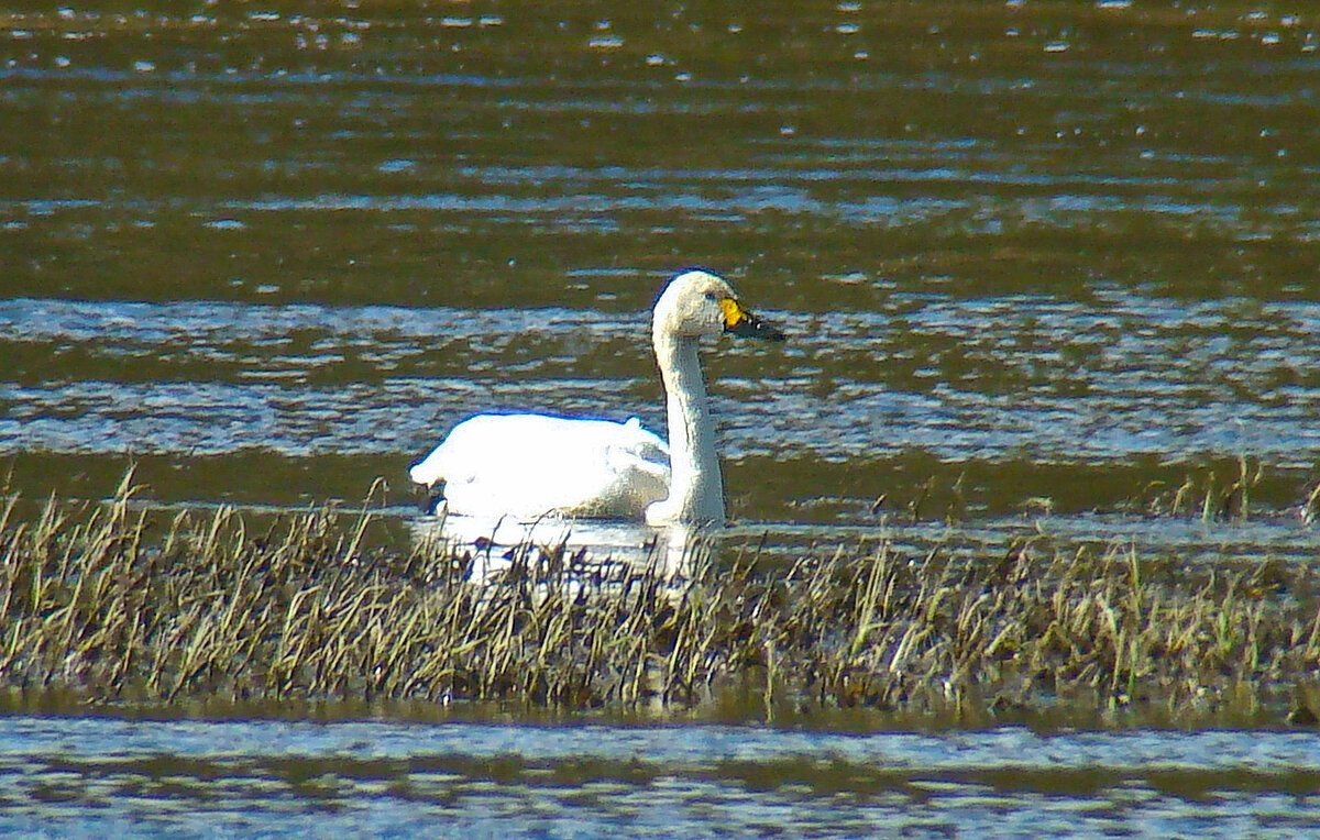 малый или тундровой лебедь - gawrilа - dan