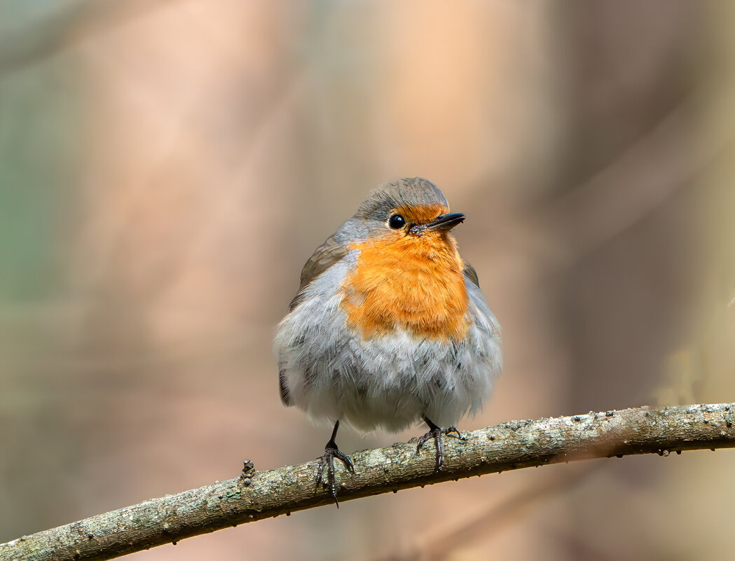 Зарянка - Viktor Makarov