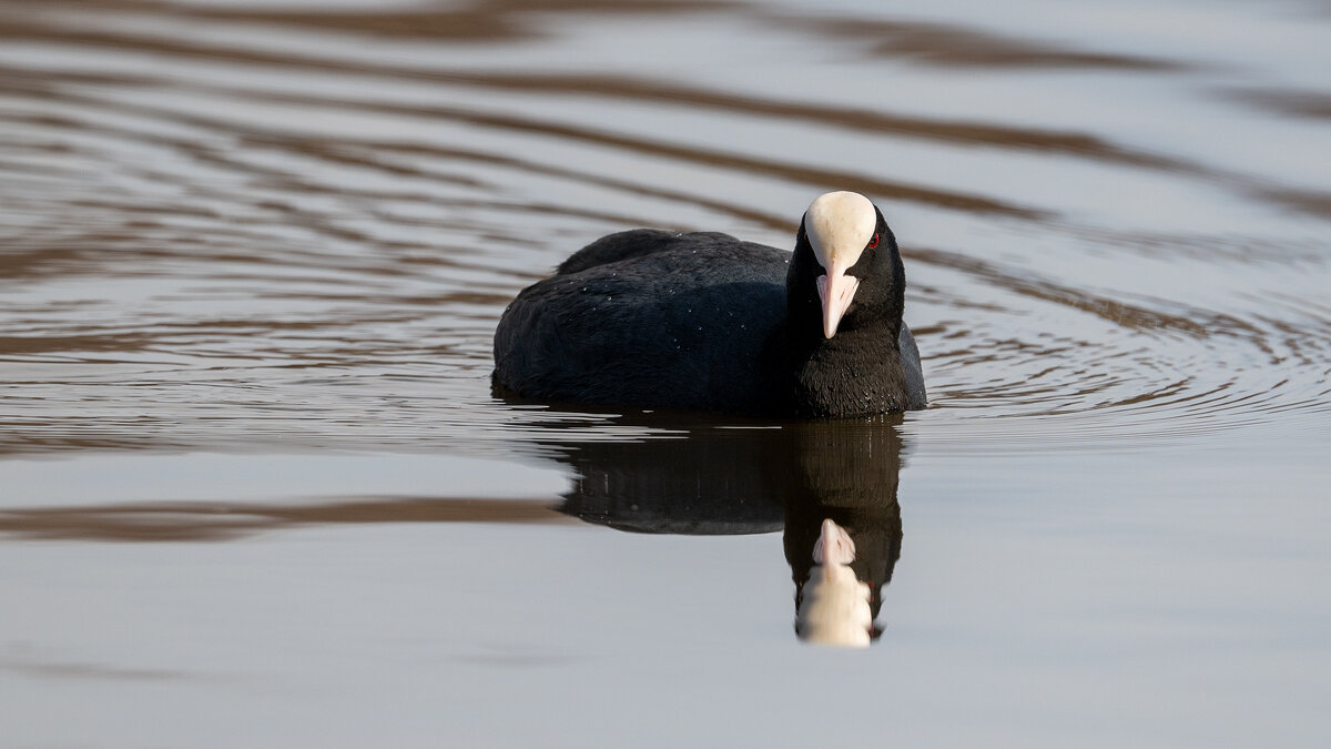 Лысуха - Владимир Лазарев
