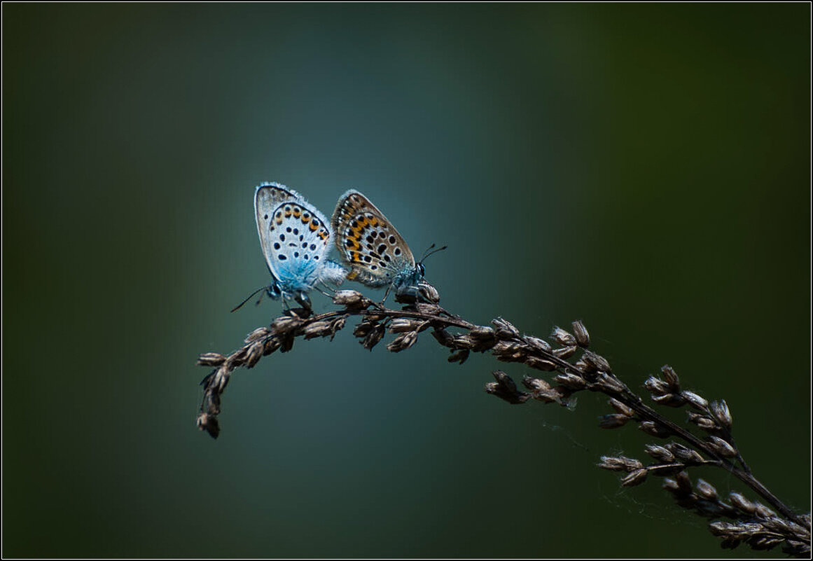 ЛЕТО ... - Владимир Железнов