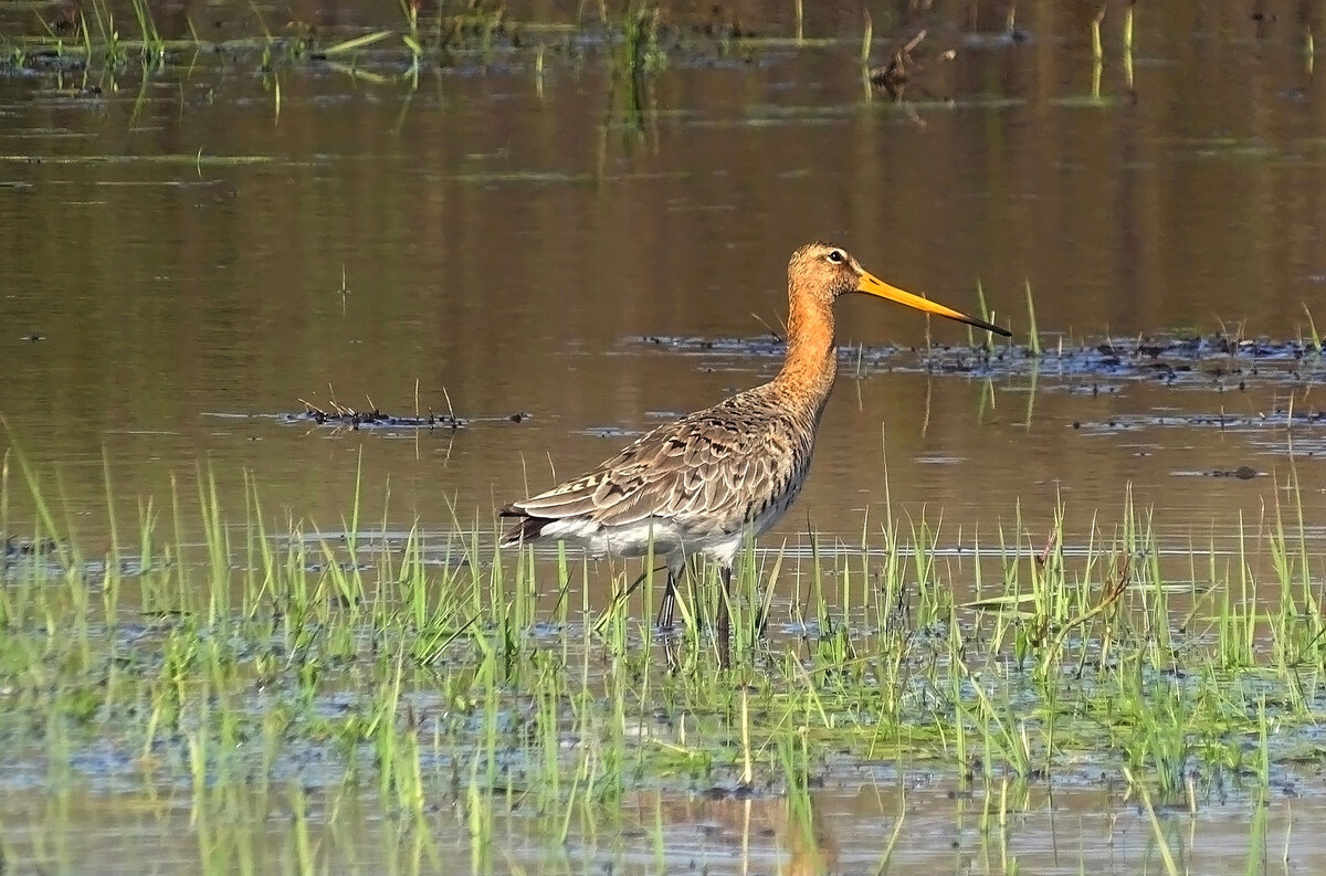Большой веретенник - Valentina K