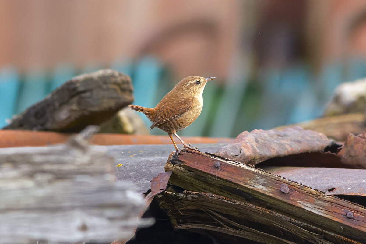 ** - Виталий Емельянов