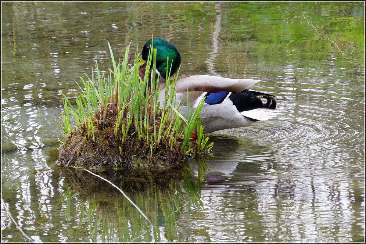 спрятался - Сеня Белгородский
