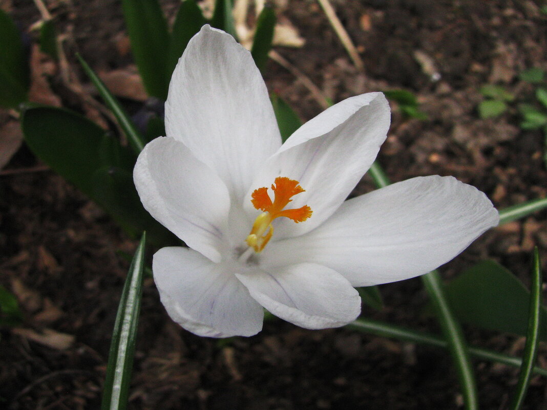 Белый красавчик - Людмила Смородинская