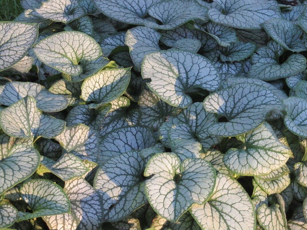 мозаика - Елена Шаламова