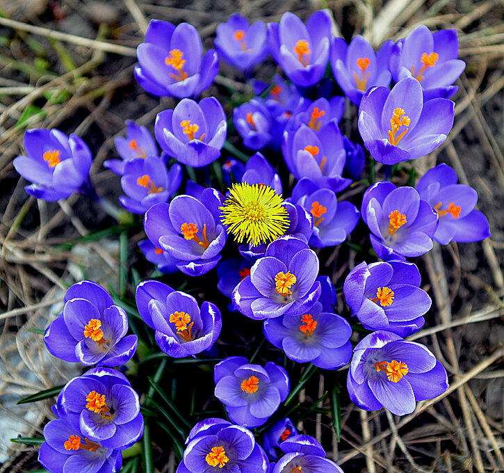 Апрельские контрасты в саду... - Владимир Хиль