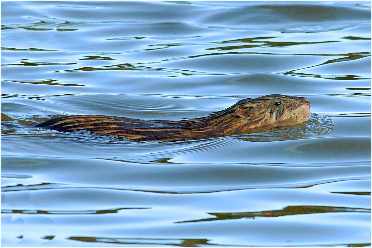 Ондатра - Валентин Котляров