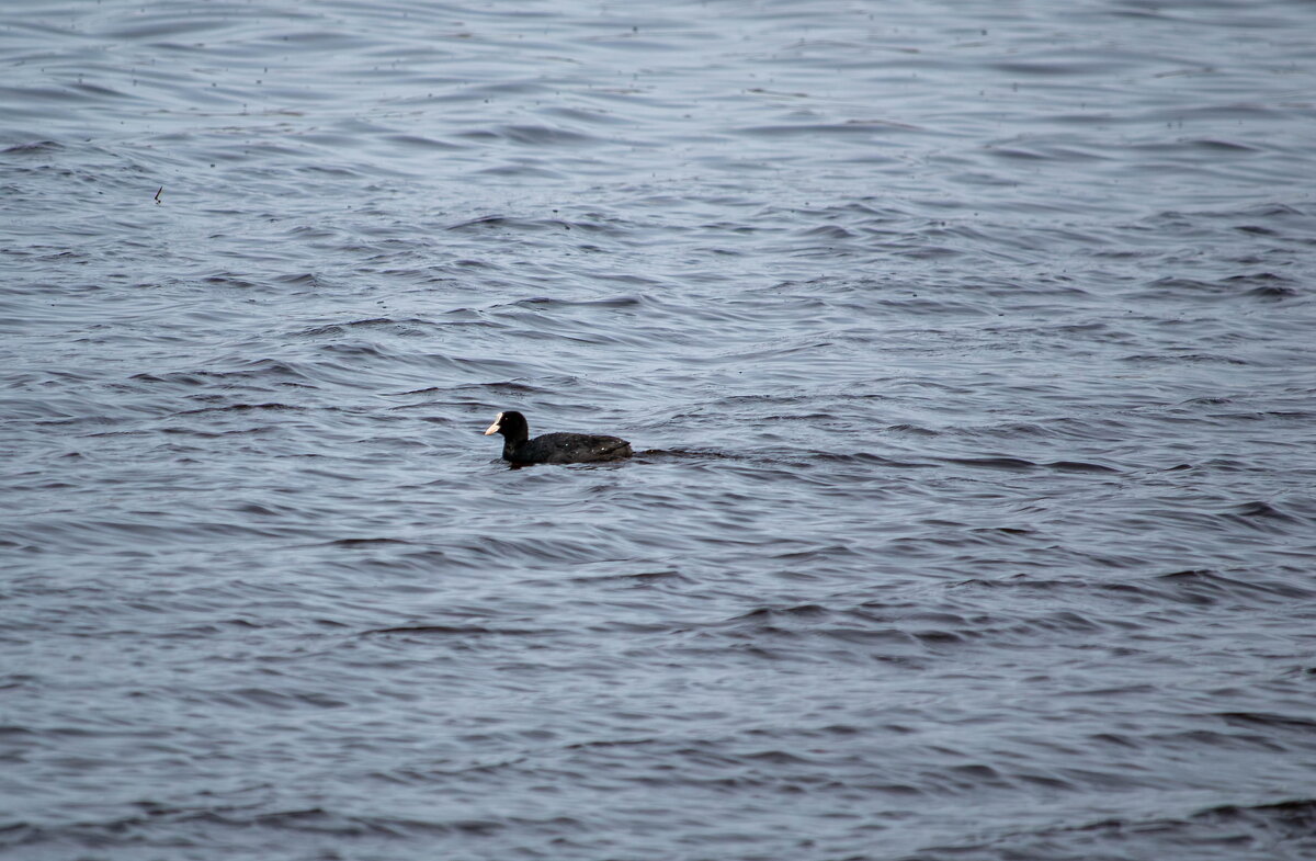 Лысуха. - Геннадий Порохов