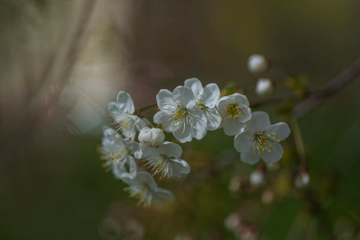 Сады цветут. - Sergey (Apg)