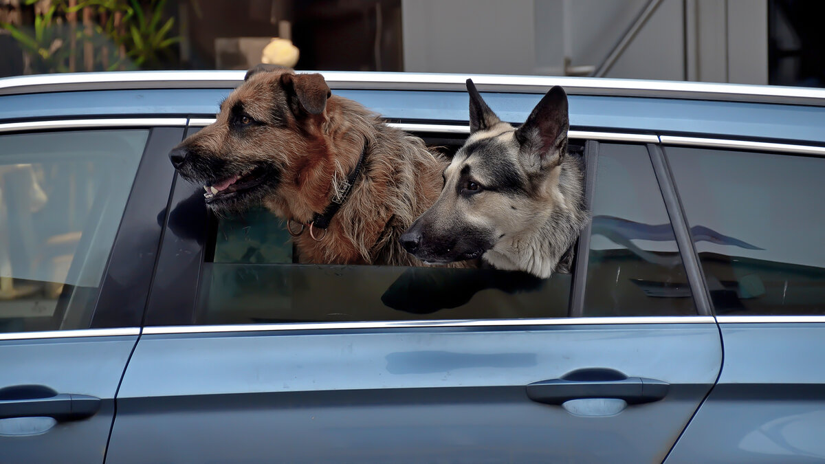 Ух, какая с...чка! - Alexandеr P