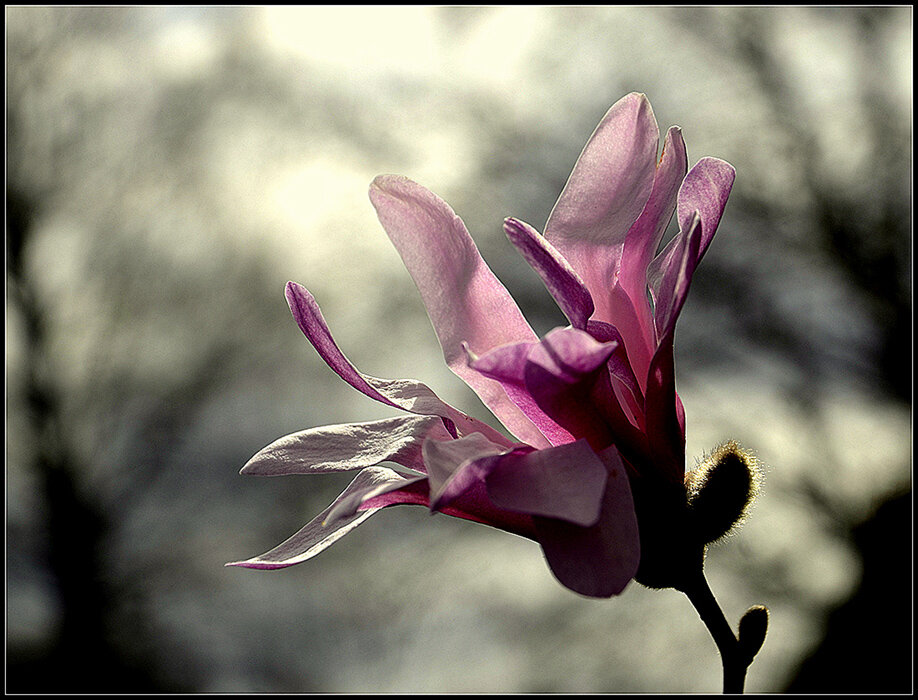 МАгнолия - Aleksandr Gal