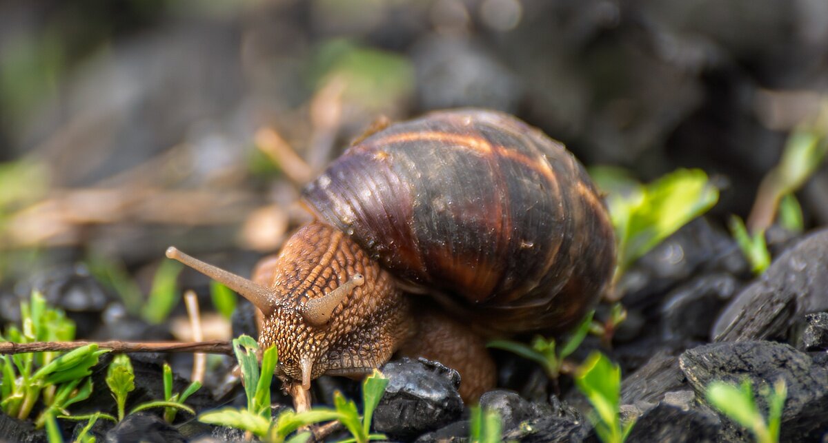 Виноградная улитка - Игорь Сикорский