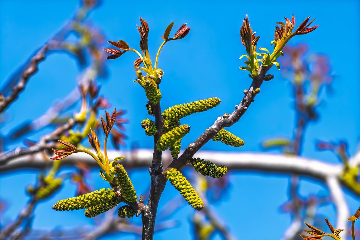 Грецкий орех - Игорь Сикорский