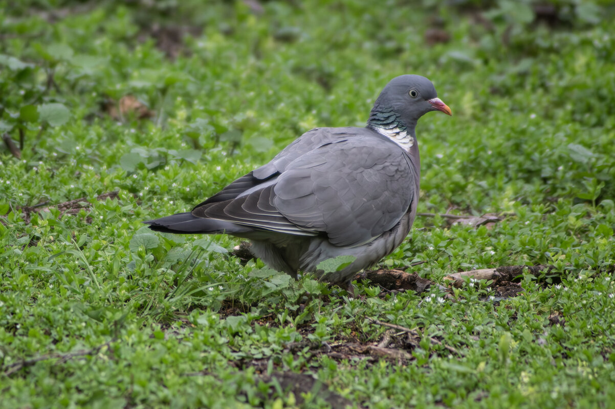Вяхерь. - Александр. AVG100 ---