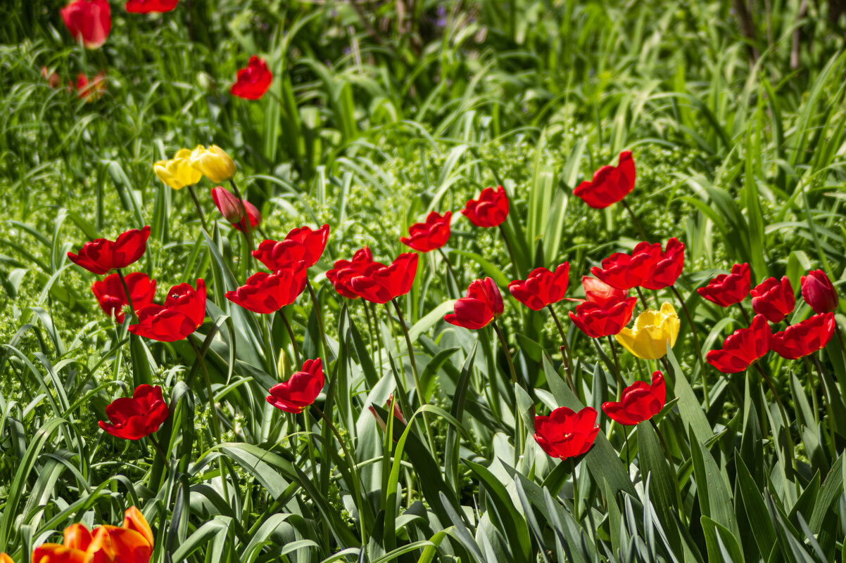 *** - Александр. AVG100 ---