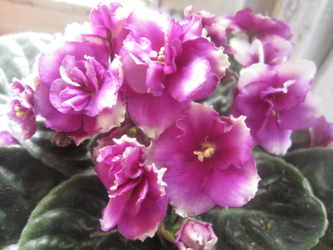 Фиалка - Елена Семигина