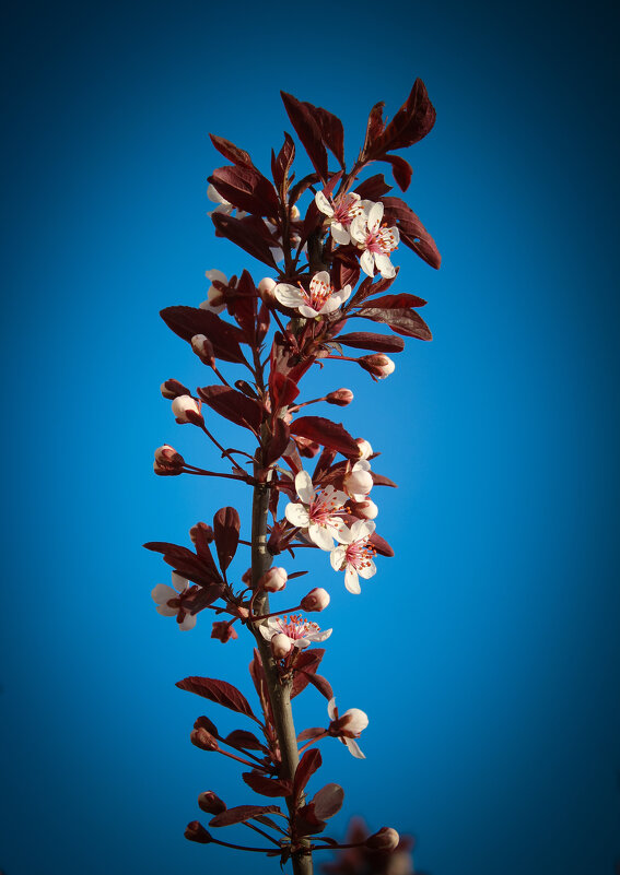 *** - Александр. AVG100 ---